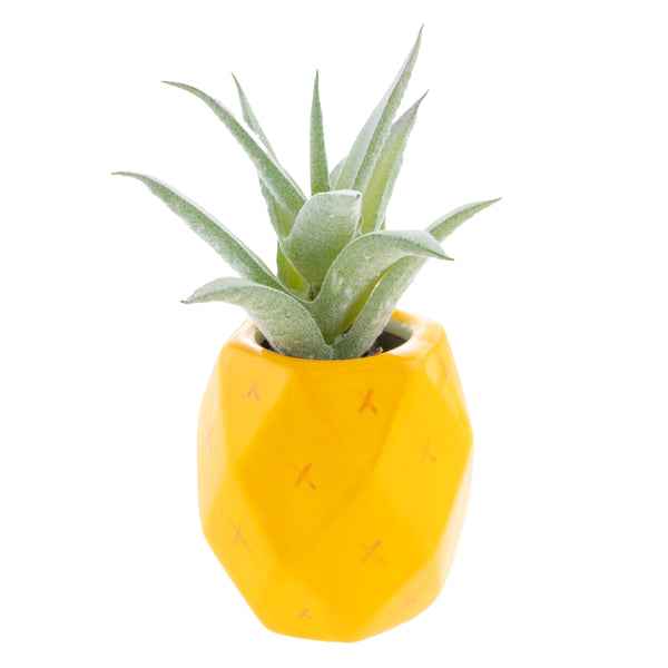 Shaped Succulent Pot