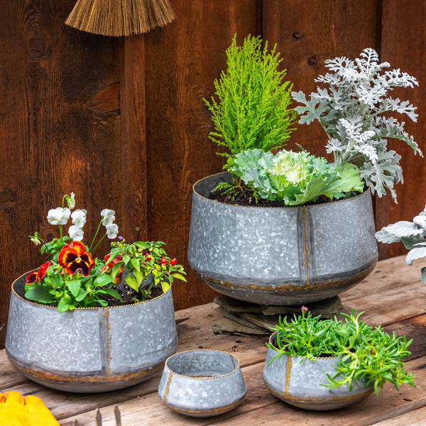 Galvanized beaded planters with plants