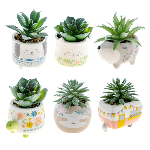 Shaped Succulent Pot Assortment Variables View